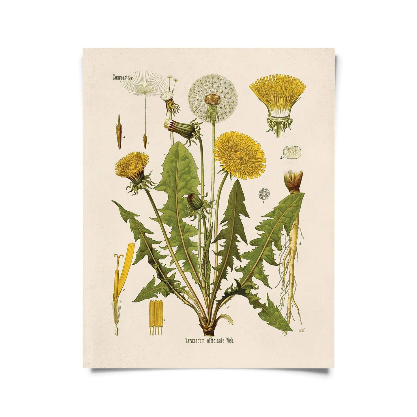 Vintage Botanical Dandelion Flower Print w/ optional frame